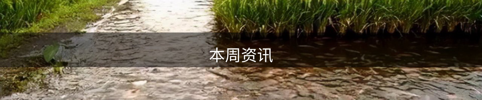 本周资讯